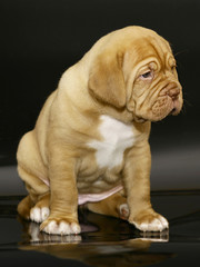 Pup. A mastiff from Bordeaux.
