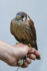 American Kestrel or Sparrow hawk