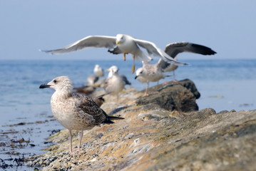 seagulls on stone