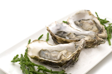 opened oysters on white background