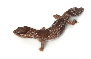Naklejka premium Jungle African Fat-tailed Gecko