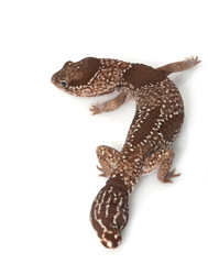 Naklejka premium Jungle African Fat-tailed Gecko