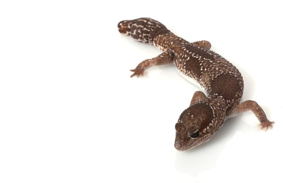 Jungle African Fat-tailed Gecko