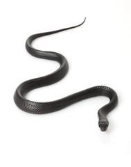 Naklejka premium Eastern Indigo Snake