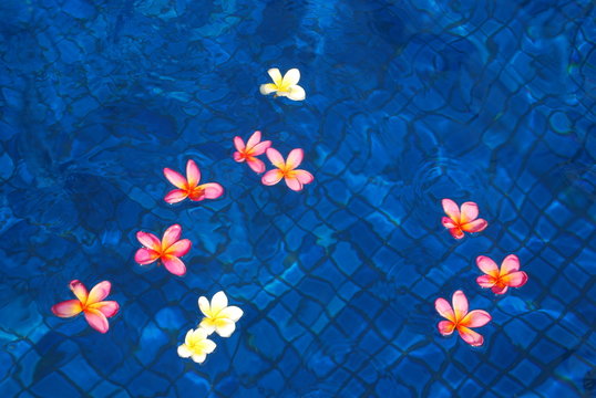 fleurs de frangipanier dans piscine bleue