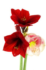 Amaryllis