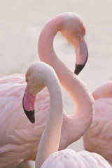 Badkamer foto achterwand Flamingo Flamingo& 39 s