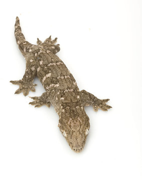 New Caledonian Giant Gecko