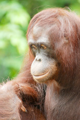 Orang utan portrait