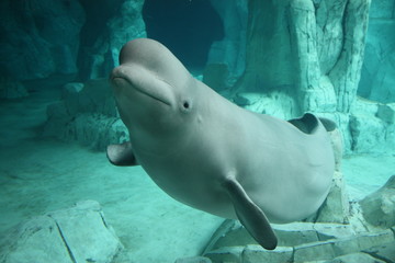 Beluga