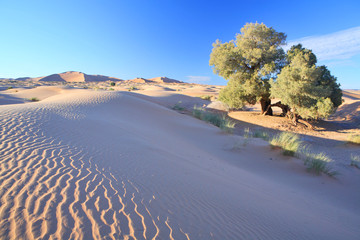 Old tamarisk tree in Sahara desert