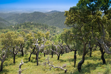 Fototapeta na wymiar Scenic widok Monchique Góry - Portugalia