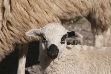 Kleines Lämmchen aus einer Herde im Hohen Atlas - Marokko -
