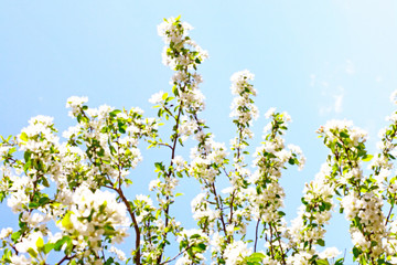 apple tree flowers