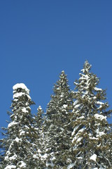 pini coperti di neve contro il cielo