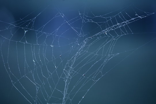 Spider web (cobweb) with drops of morning dew.