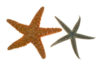 Fototapeta na wymiar star-fish