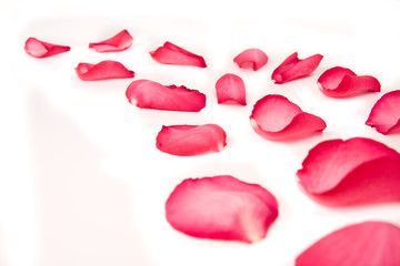 rose petals on on white background