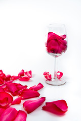 rose in the wine glass on white background