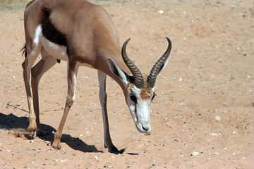 Deer with horns