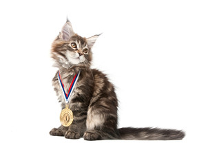 small kitten with gold medal