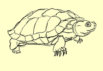 turtle study