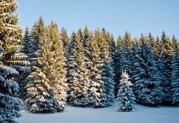 Winter im Thueringer Wald