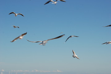 ailes et liberte