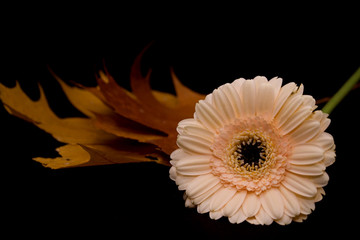 Daisy and maple leaves