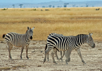 Zebras, Kenia wildlife