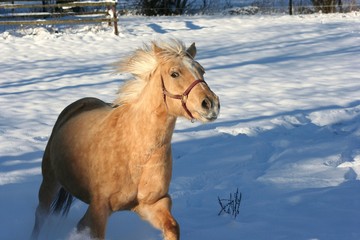 Sandy im Schnee 6