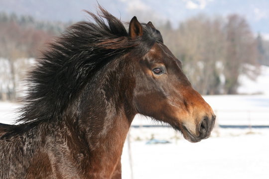 Portrait au galop