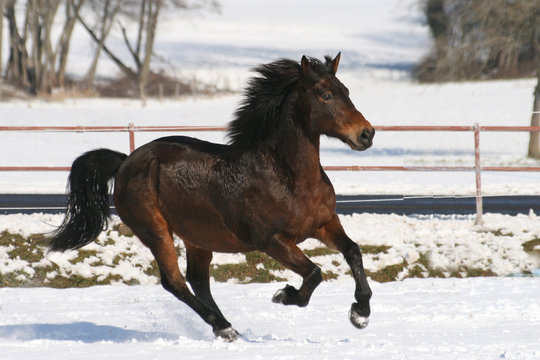 Joyeux galop
