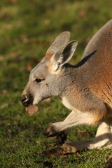 Naklejka na ściany i meble Kangaroo