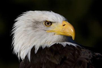 Weisskopfseeadler