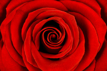 Detail of red rose