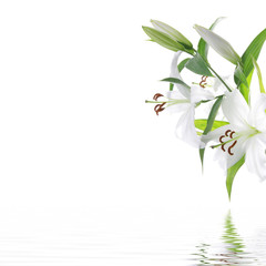 White lily flower - SPA design background