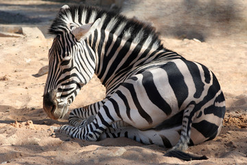 Zebra