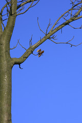 Das letzte Blatt