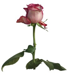 Fototapeta premium Rose Rosee