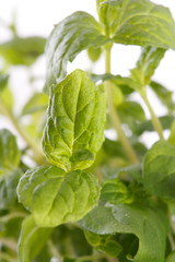 Mint leaves