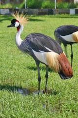 Animali 001