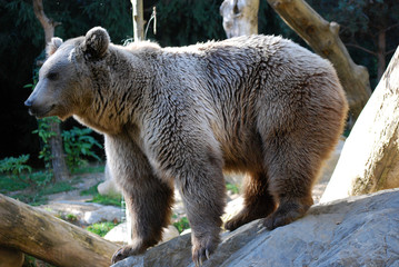 Un ours brun