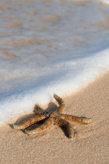 Starfish on the beach