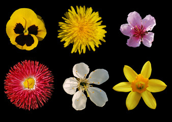 Assembling of flowers isolated on black background