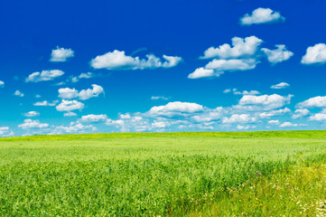 Obraz premium green field with blooming flowers and blue sky
