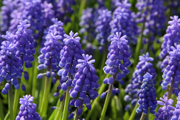 Bluebells (Grape Hyacinth, Muscari armeniacum)