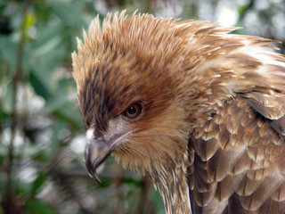 kite close up