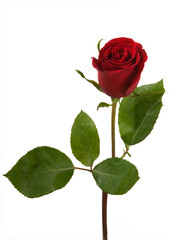 Naklejka premium Red rose