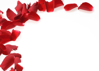 rose petals on white background